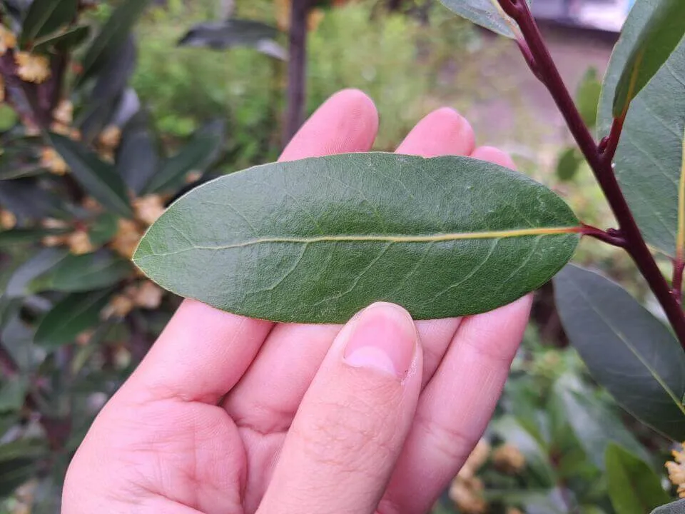 ゲッケイジュ　葉